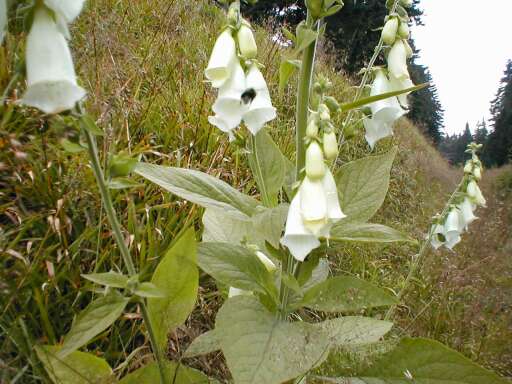 Kytka se čmelákem Kytka se čmelákem