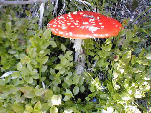 Houba a borůvky Houba a borůvky