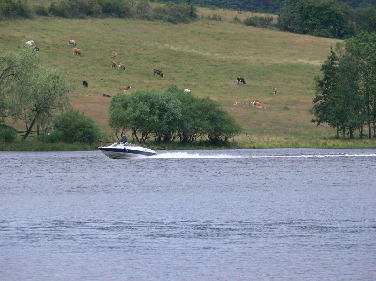 Zátiší s člunem a krávami