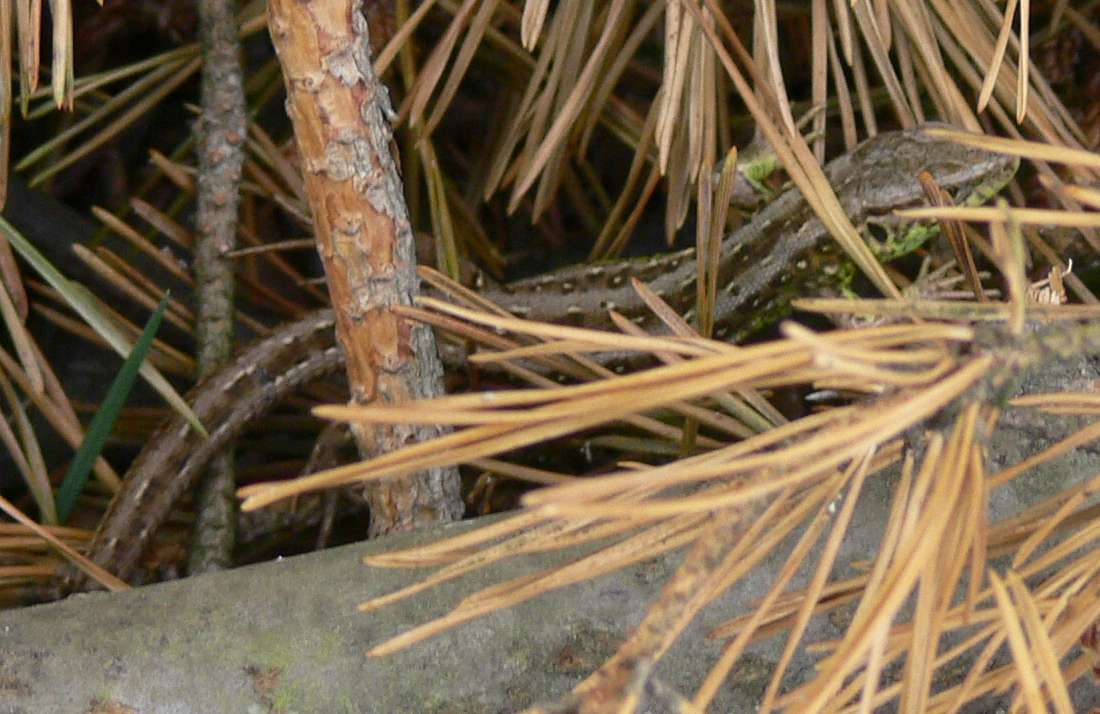 Ještěrka v jehličí