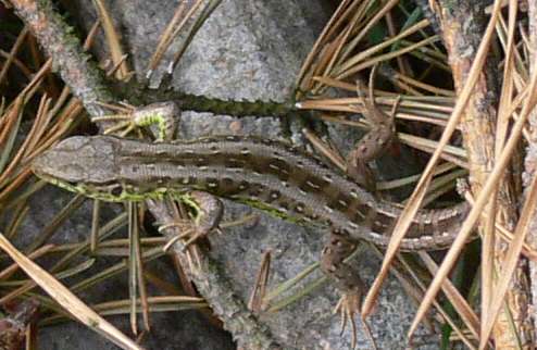 Ještěrka v jehličí